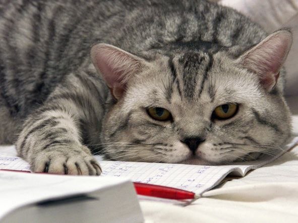 Паша Пухляк | Киев