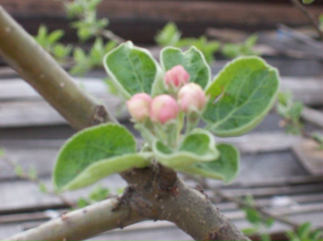 Владимир Мухачёв Михайлович | Кировград