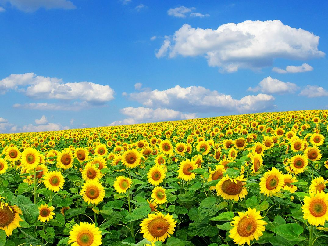 Анна Богданова | Волгоград