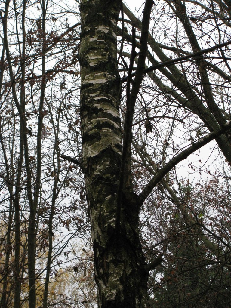 Роман Задорожній roman-zadorozhniy | Черновцы