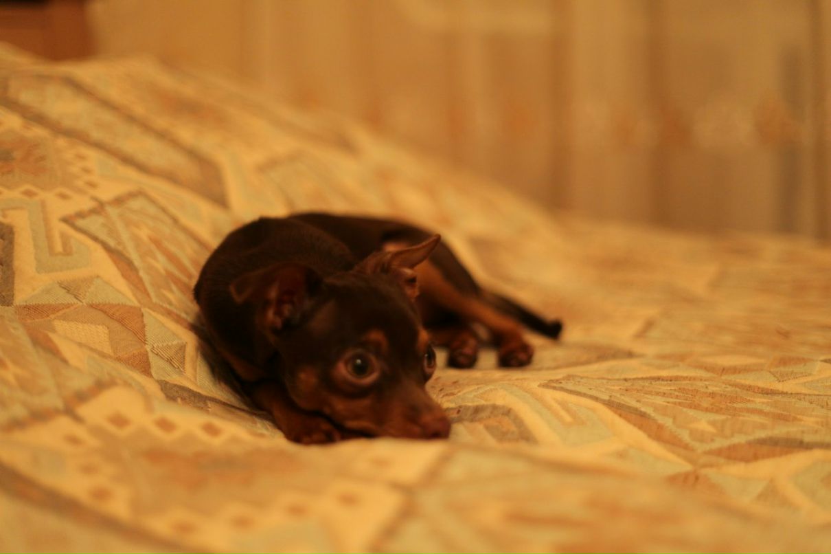 Евгения Пеншина | Тула