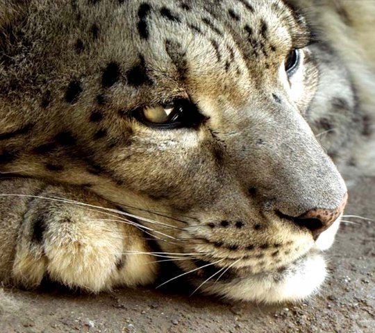 Руслан Бачиев | Санкт-Петербург