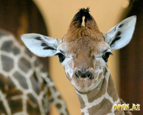 №50, Татьяна Юрченко, Кролевец №50, Татьяна Юрченко, Кролевец