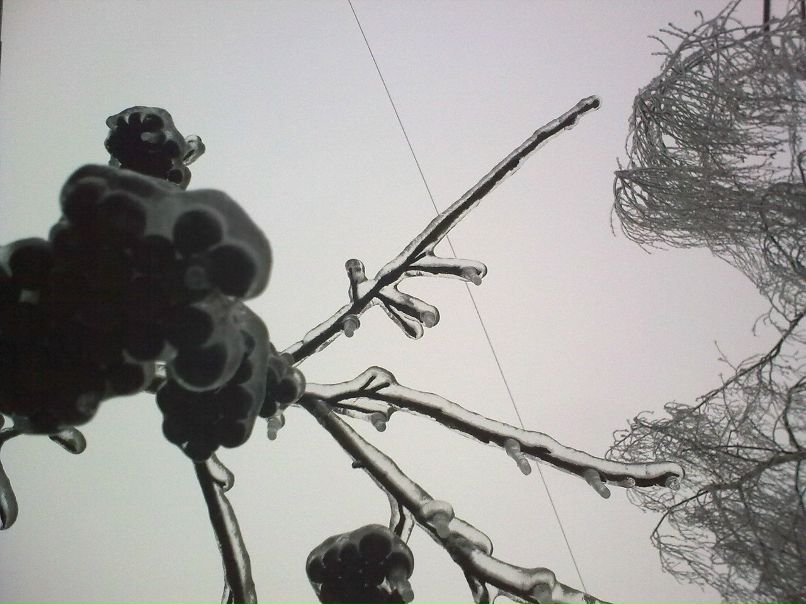 Чёань Анчоус | 