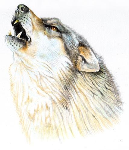 Коля Бугай | Харьков