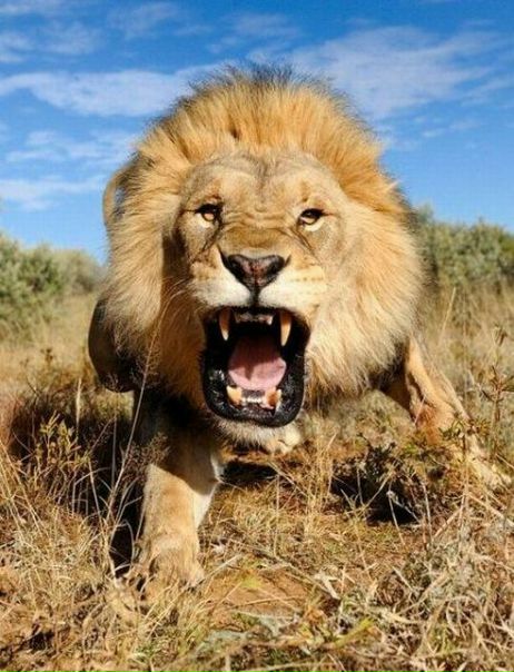 №165, Вероника Кричевцова, Люберцы №165, Вероника Кричевцова, Люберцы