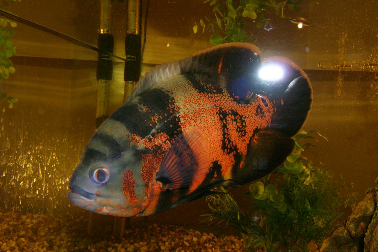 Станислав Голембивский | Самара