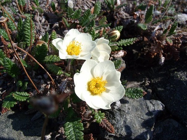 Анжела Стараева | Москва
