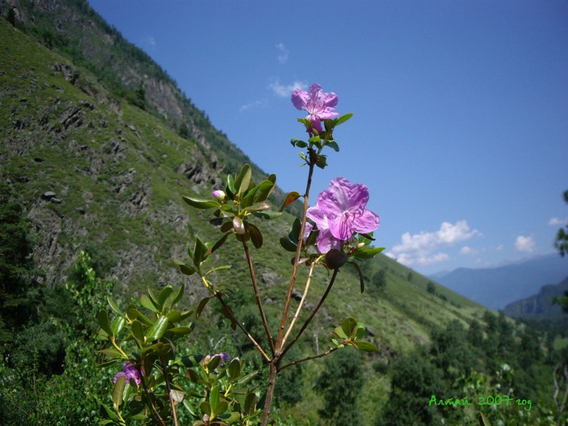 Елена Медведева | Екатеринбург