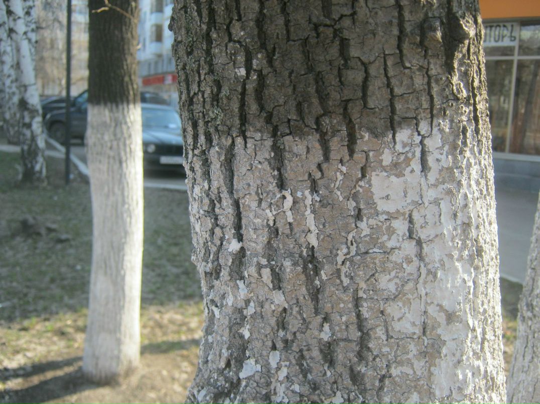 Евгений Решетников Dj Neoman | Бирск