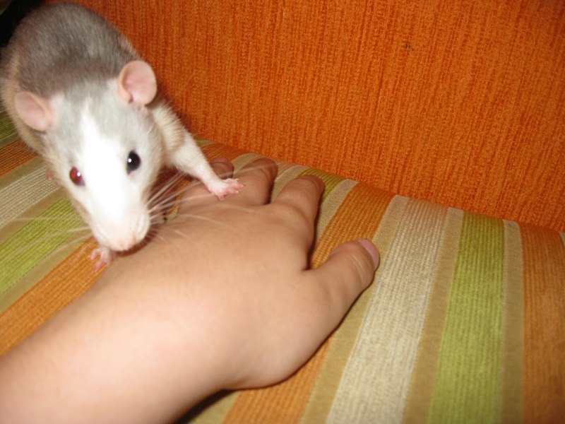 Ольга Чепиль _Йолка_ | 