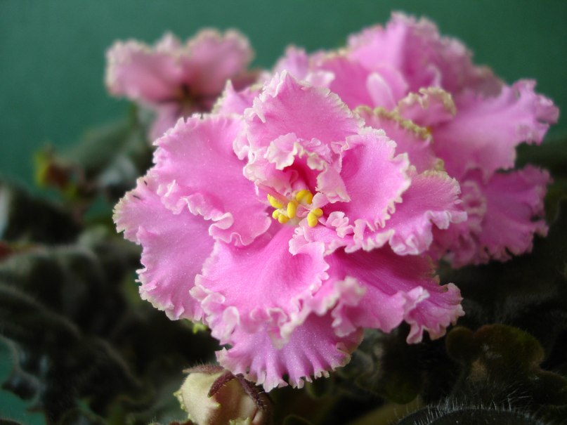 Вика Вахрамеева | Волгоград