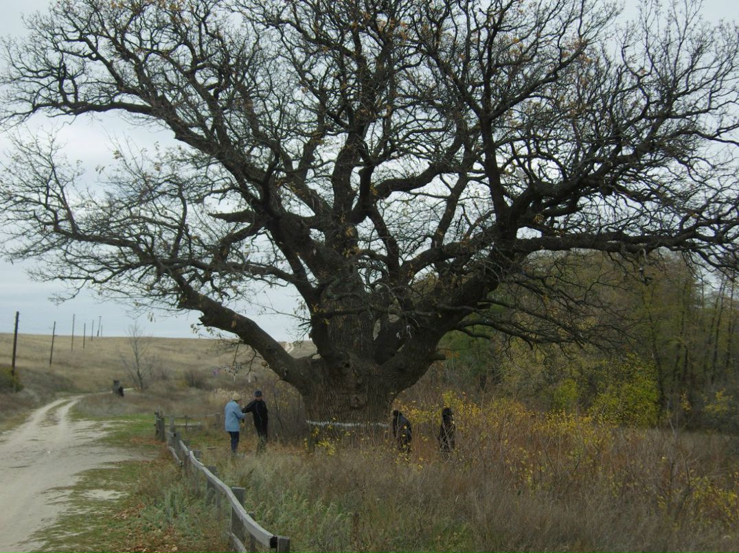 Ирина Куншина | Волжский