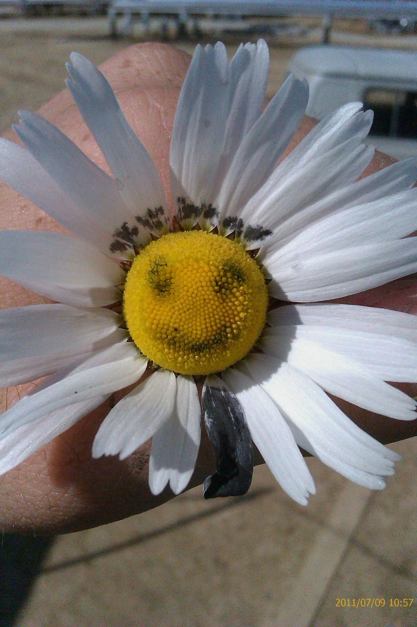 Ильмир Рафиков | Губкинский