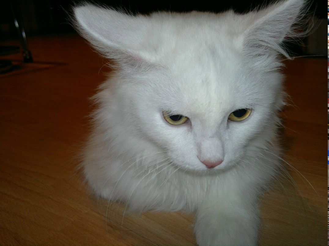 Евгения Емшанова | Екатеринбург