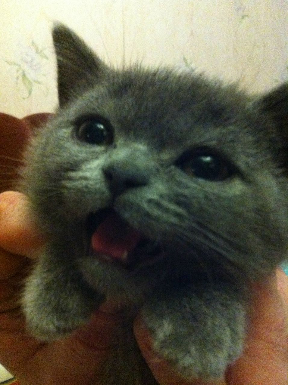 Мария Никитина | Москва