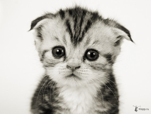 Гали Валиев 