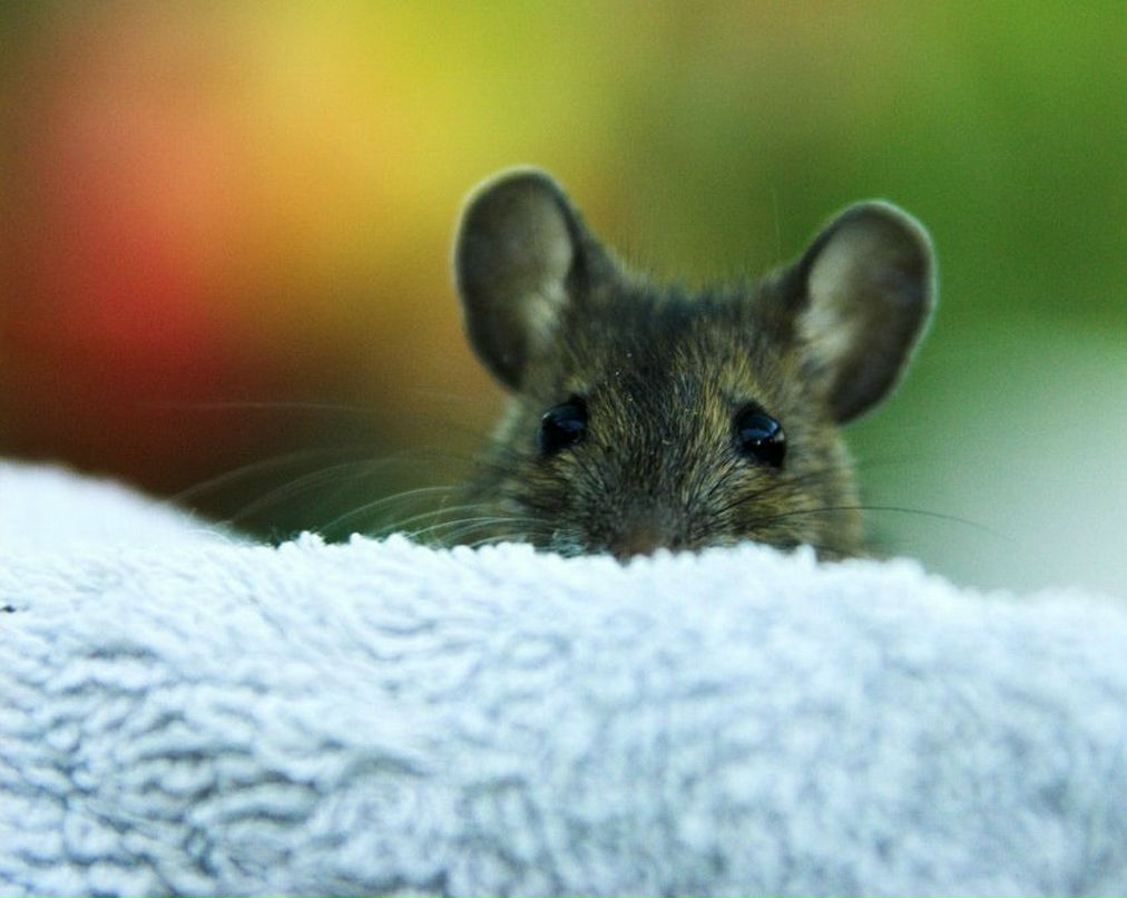 Лена Коваленко | 