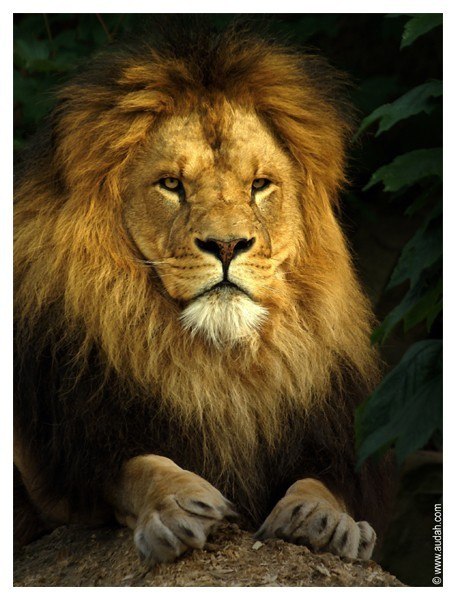 Артем Тищенко | Днепр (Днепропетровск)