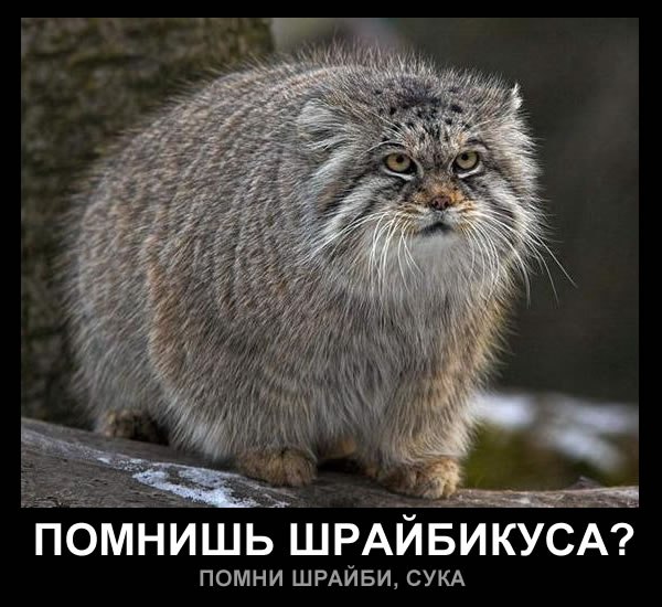 Sali Pius | Stuttgart