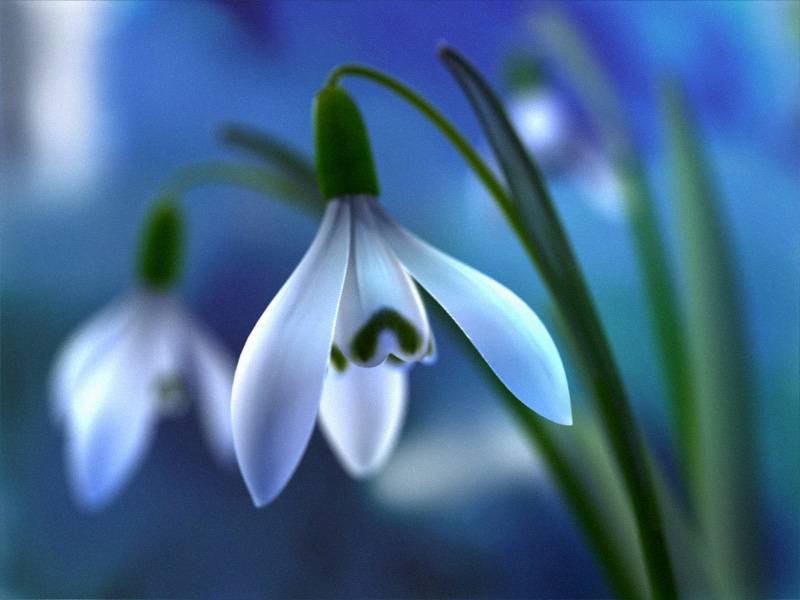 Ирина Богодаева | 