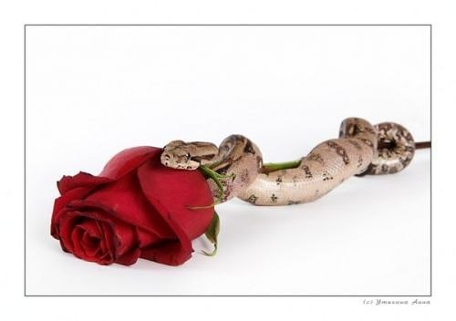 Наталья Резниченко | Пермь