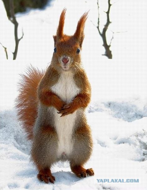 Алёна Гаузяк | Красногорск