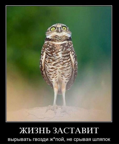 №8, Павел Семенов №8, Павел Семенов