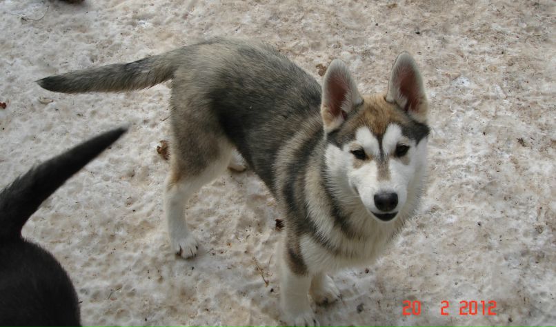 Василий Коропецкий | Киев