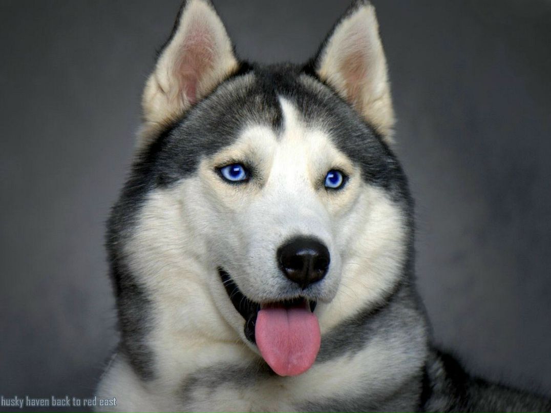 Владимир Орлов | Санкт-Петербург