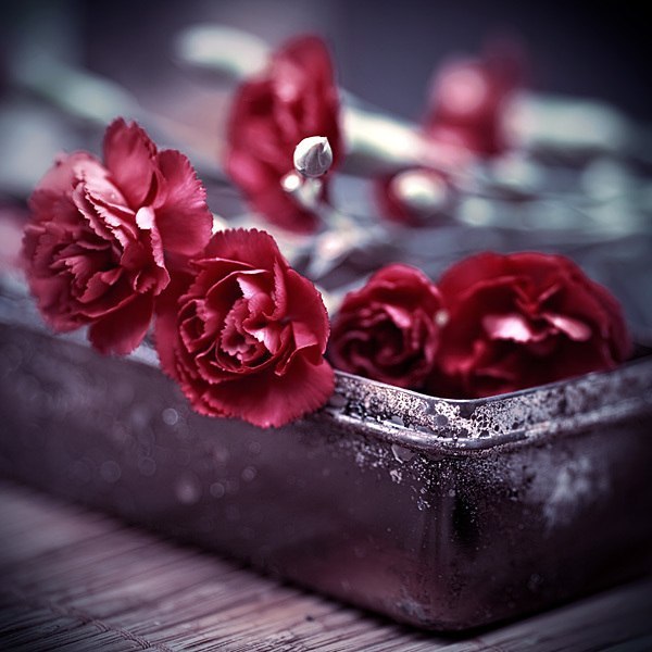 Анастасія Бірюкова | Киев