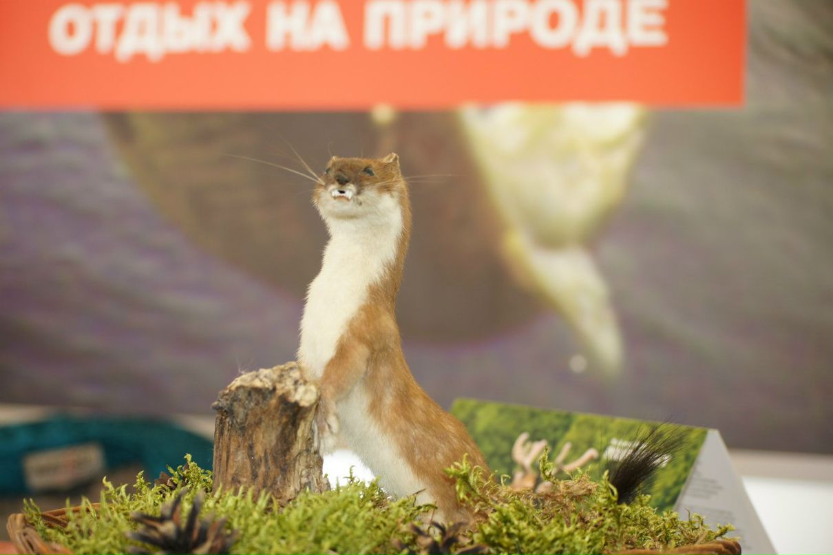 Иван Стигнеев | Минск