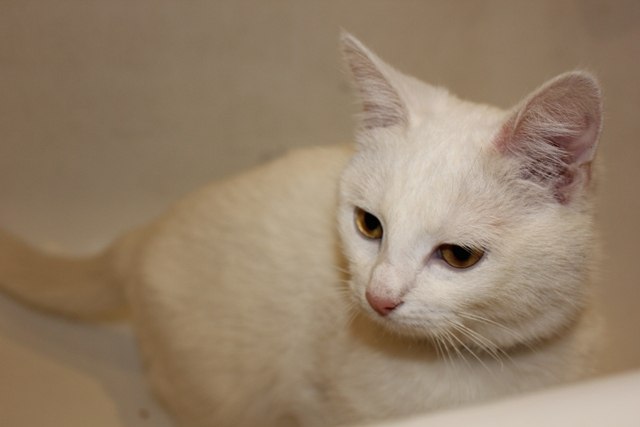 Катерина Колонович | Киев