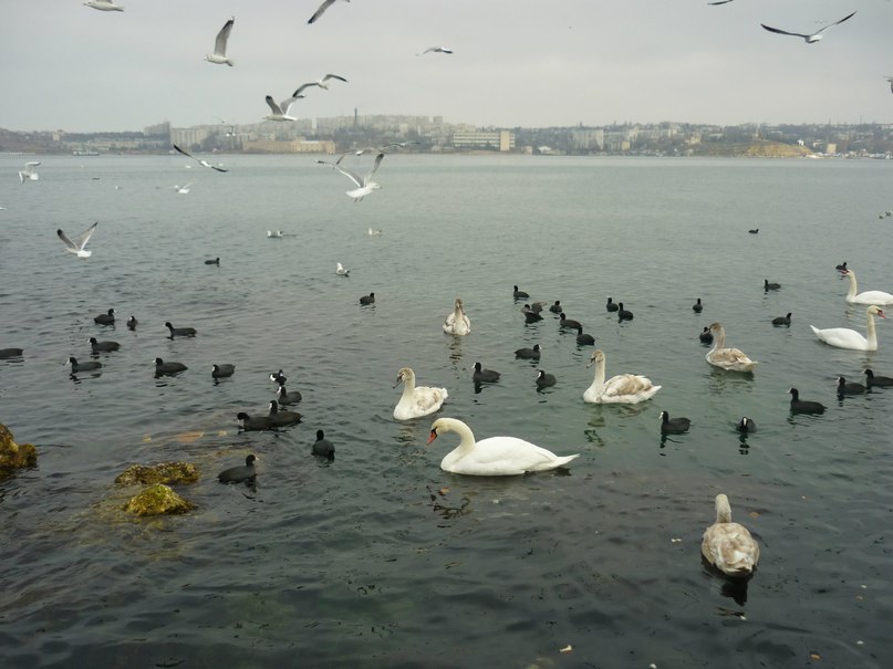 Виктория Соболь | Севастополь