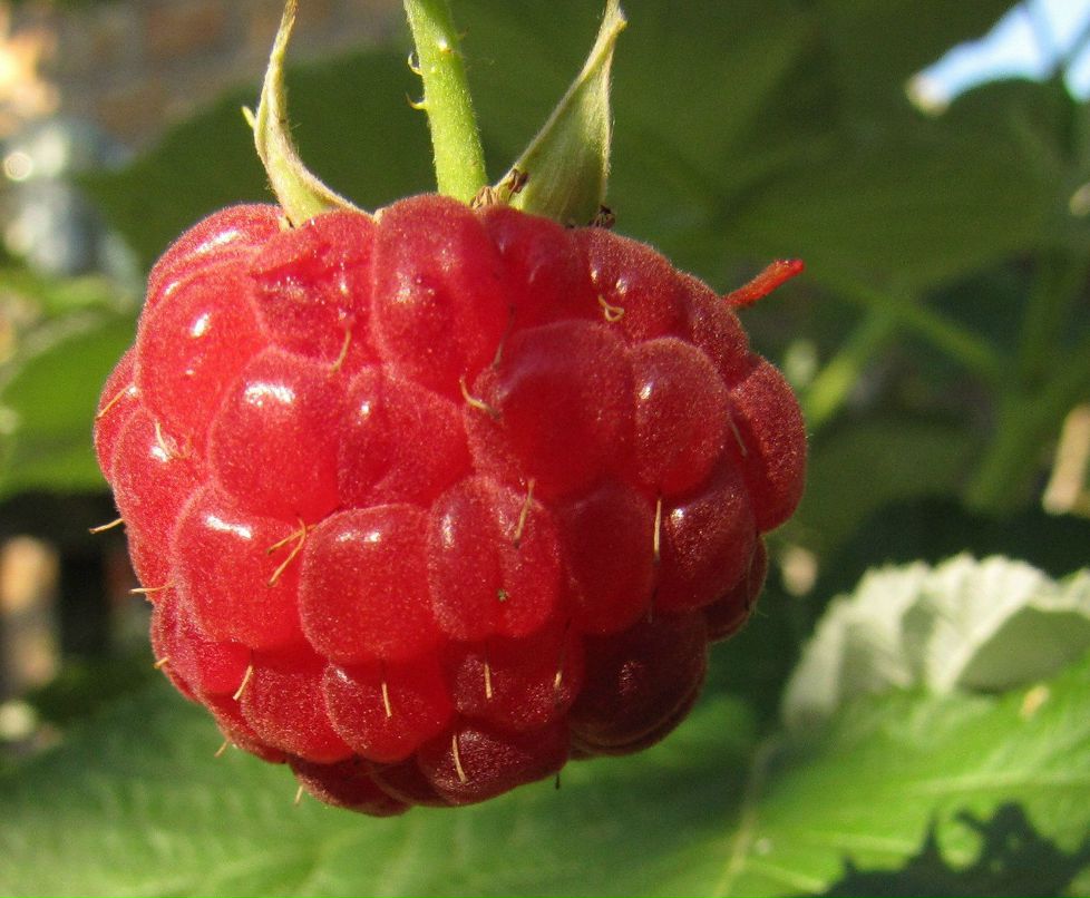 Динара Миначетдинова | Ульяновск