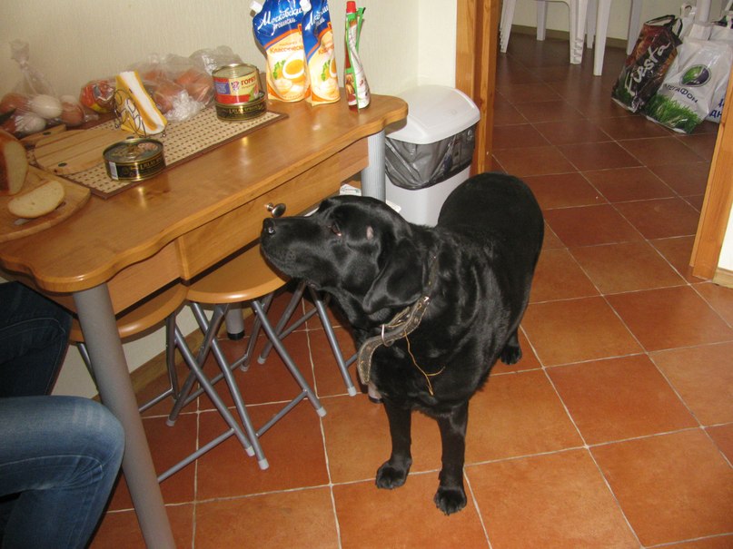 Алиночка Коргинова | Подольск