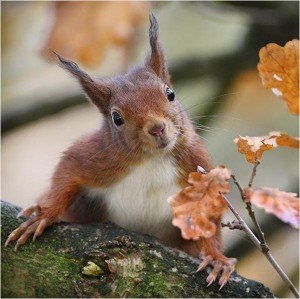 Anatol Esenin | Москва