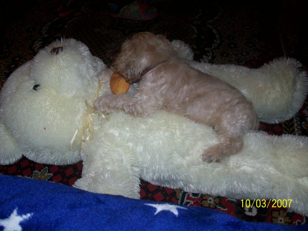 Даша Хамутинина Pandochka | Николаев