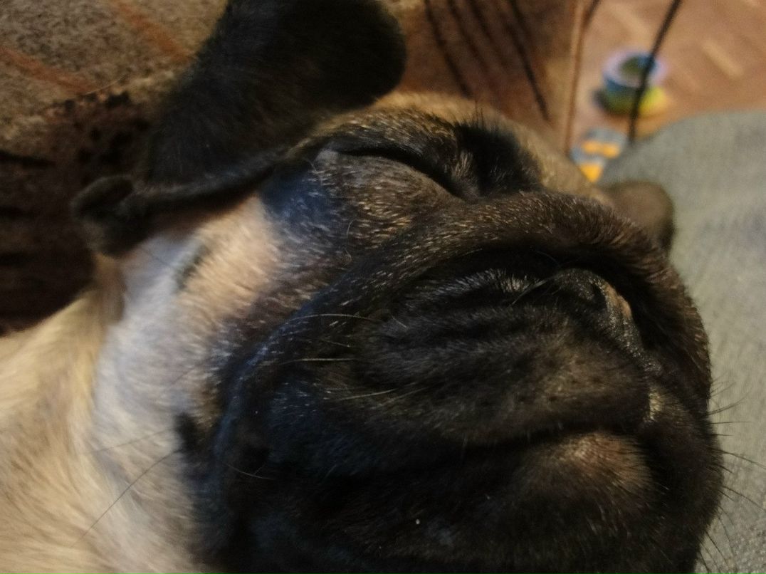 Виктория Горланова | Санкт-Петербург