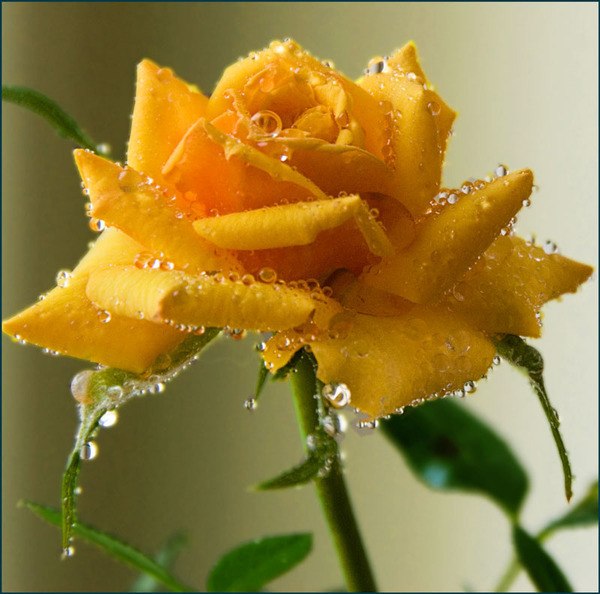 Галина Колесова | 