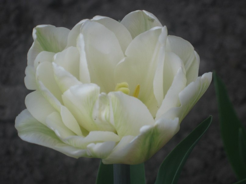 Оксана Гончарова | Санкт-Петербург