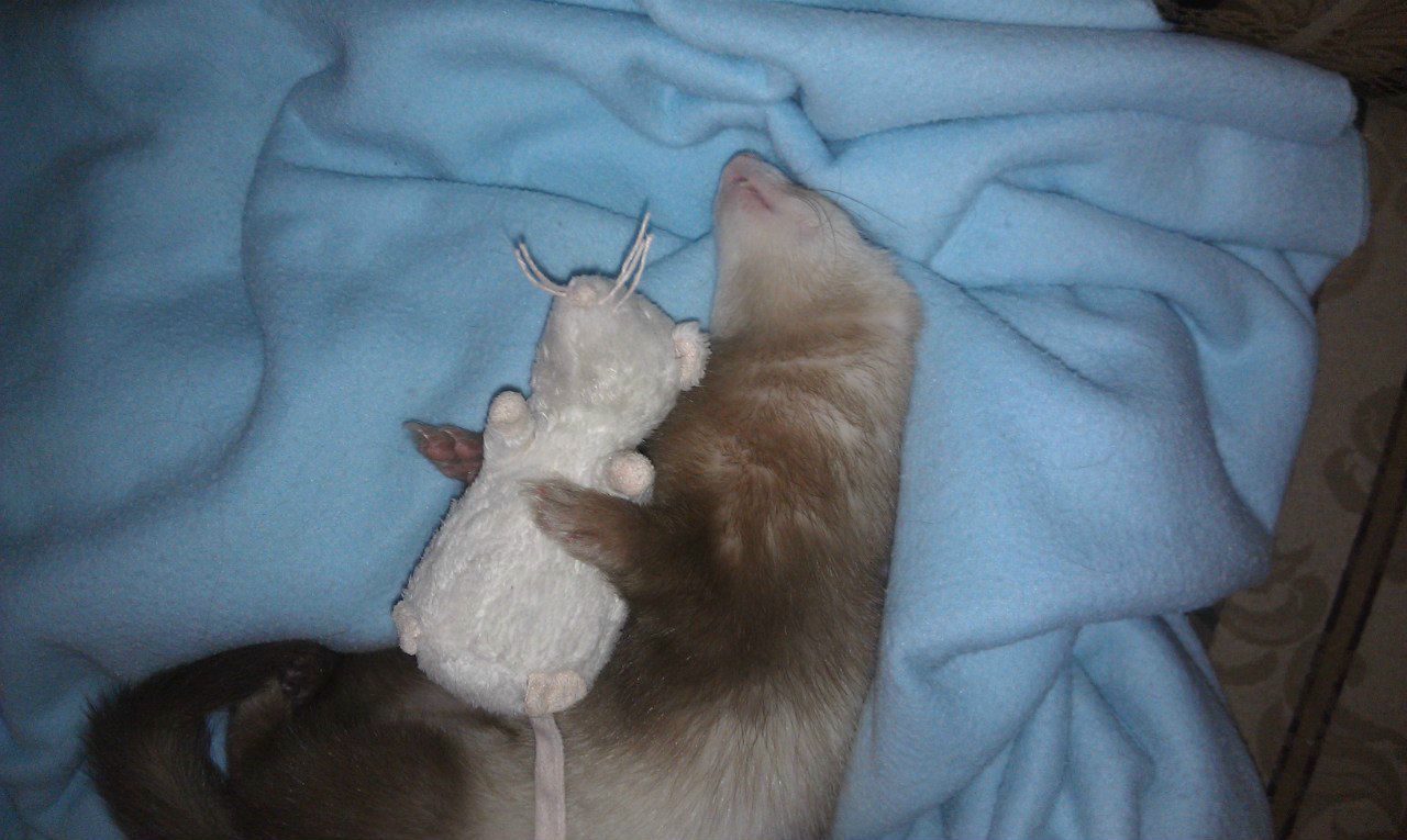 Анжелика Цыбакова | Ульяновск