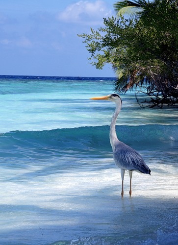 №12, Мухаммад Крымский №12, Мухаммад Крымский