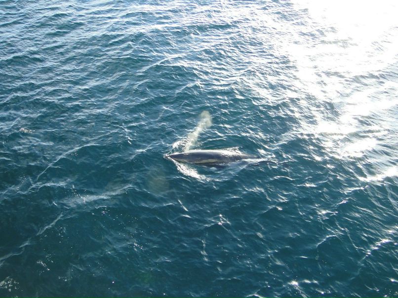 Алексей Кондрашов | Ростов