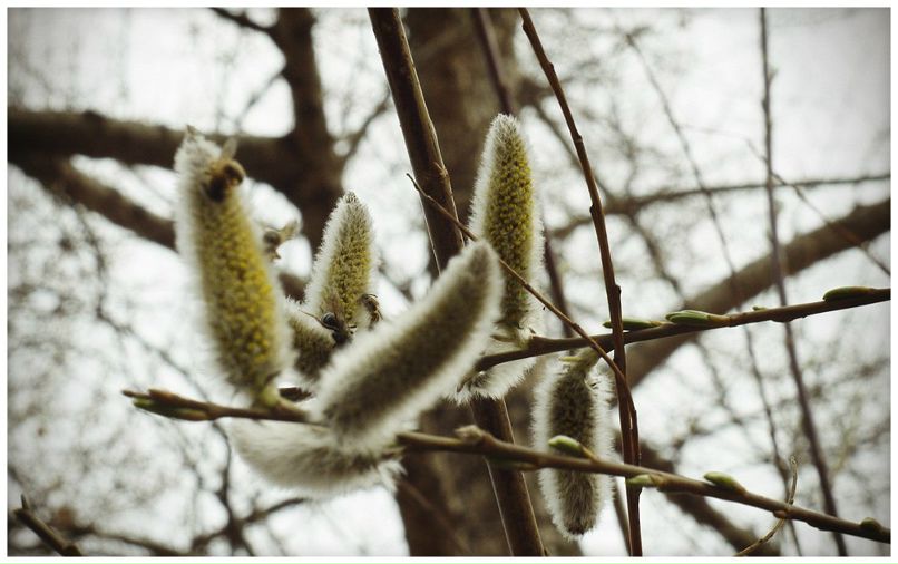 Юльхен Кляйнъ | 