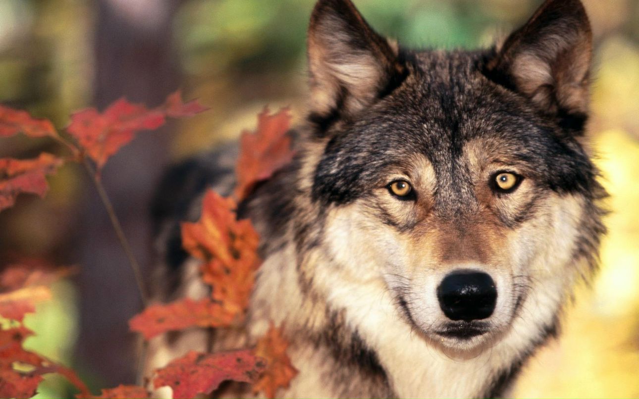 Малышка Рэй | Симферополь