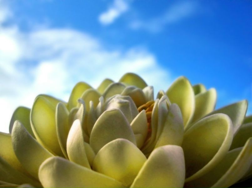 №10, Мария Монок №10, Мария Монок