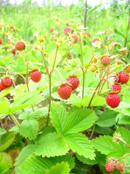 №28, Ольга Якупова, 40 лет, Санкт-Петербург №28, Ольга Якупова, 40 лет, Санкт-Петербург