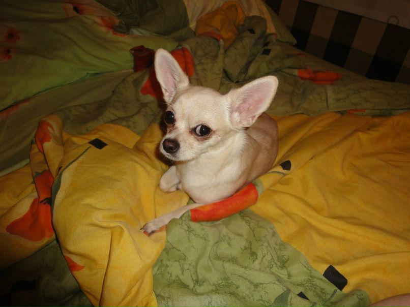 Анечка Корнеева | 