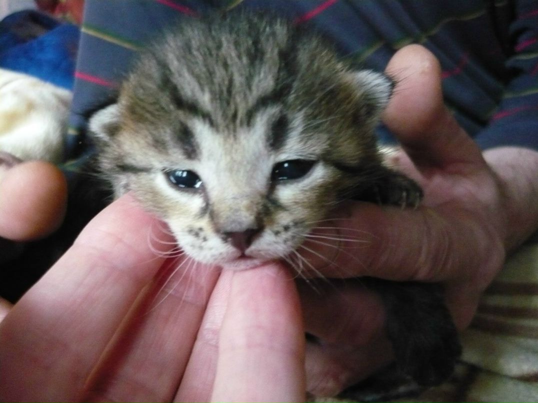 Ольга Голоснова | Санкт-Петербург